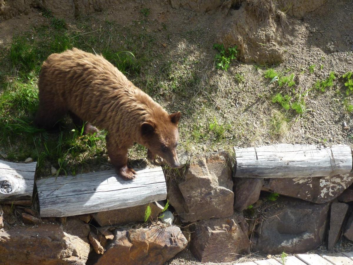 Little Black Bear Lodge/B&B Bridge Lake Exteriör bild