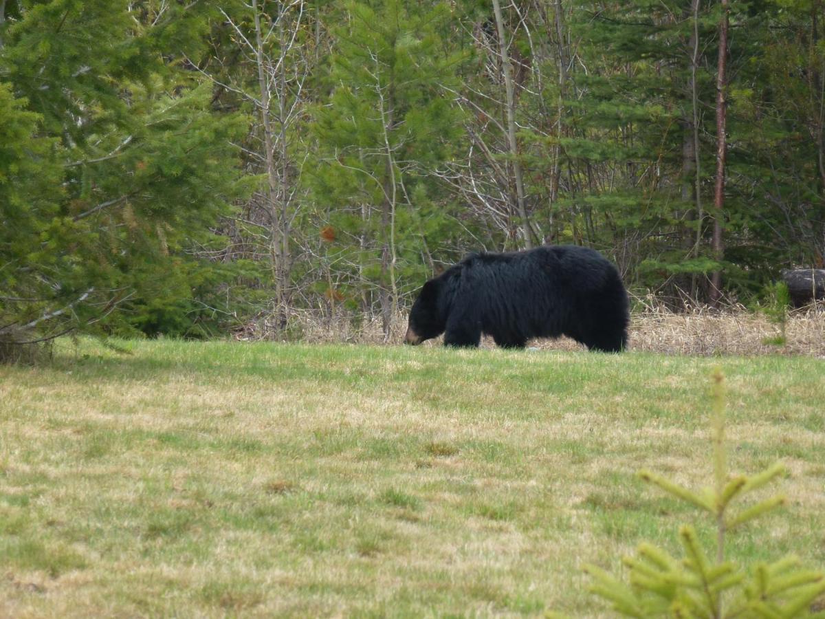 Little Black Bear Lodge/B&B Bridge Lake Exteriör bild