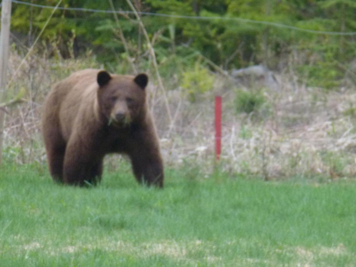 Little Black Bear Lodge/B&B Bridge Lake Exteriör bild