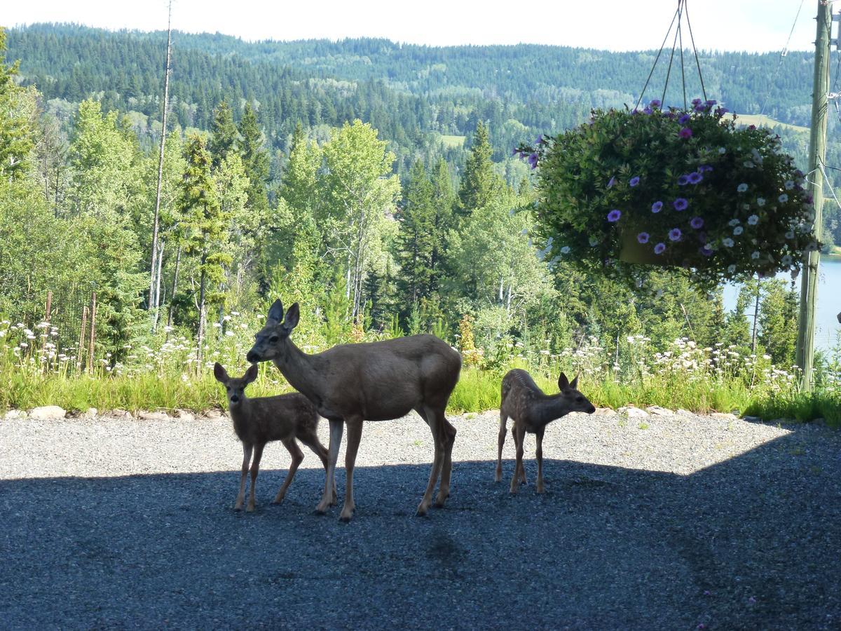 Little Black Bear Lodge/B&B Bridge Lake Exteriör bild