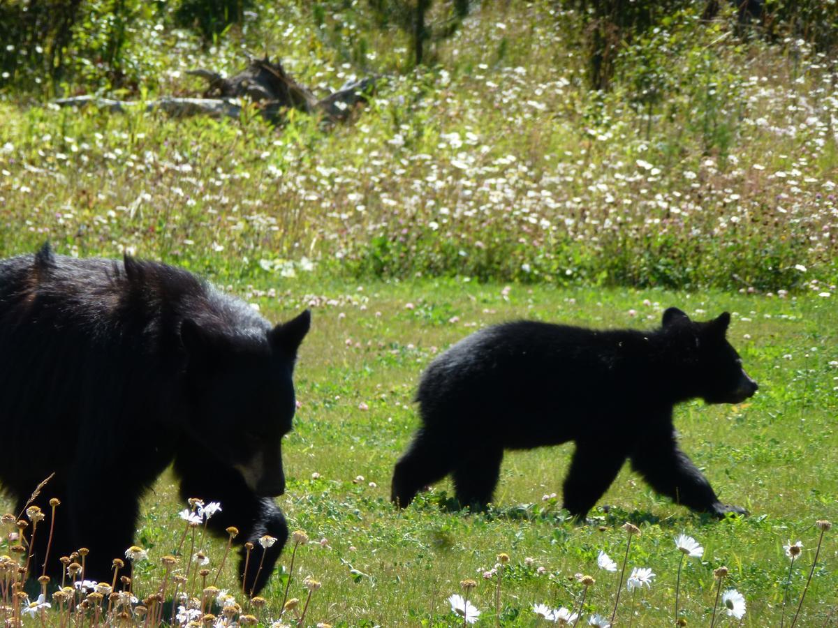 Little Black Bear Lodge/B&B Bridge Lake Exteriör bild