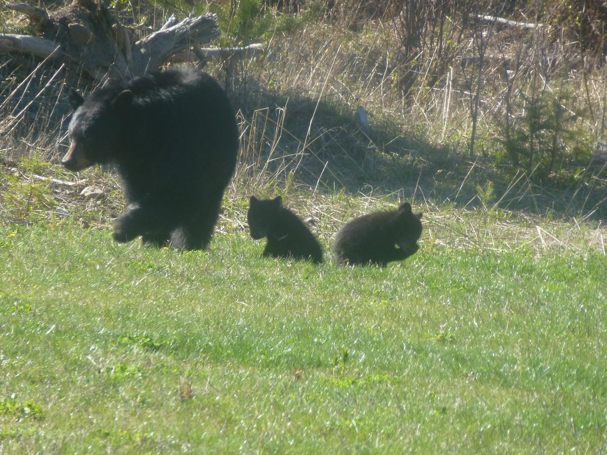 Little Black Bear Lodge/B&B Bridge Lake Exteriör bild