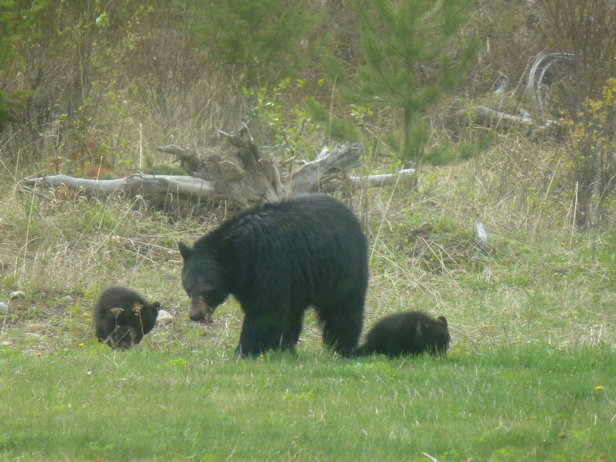 Little Black Bear Lodge/B&B Bridge Lake Exteriör bild