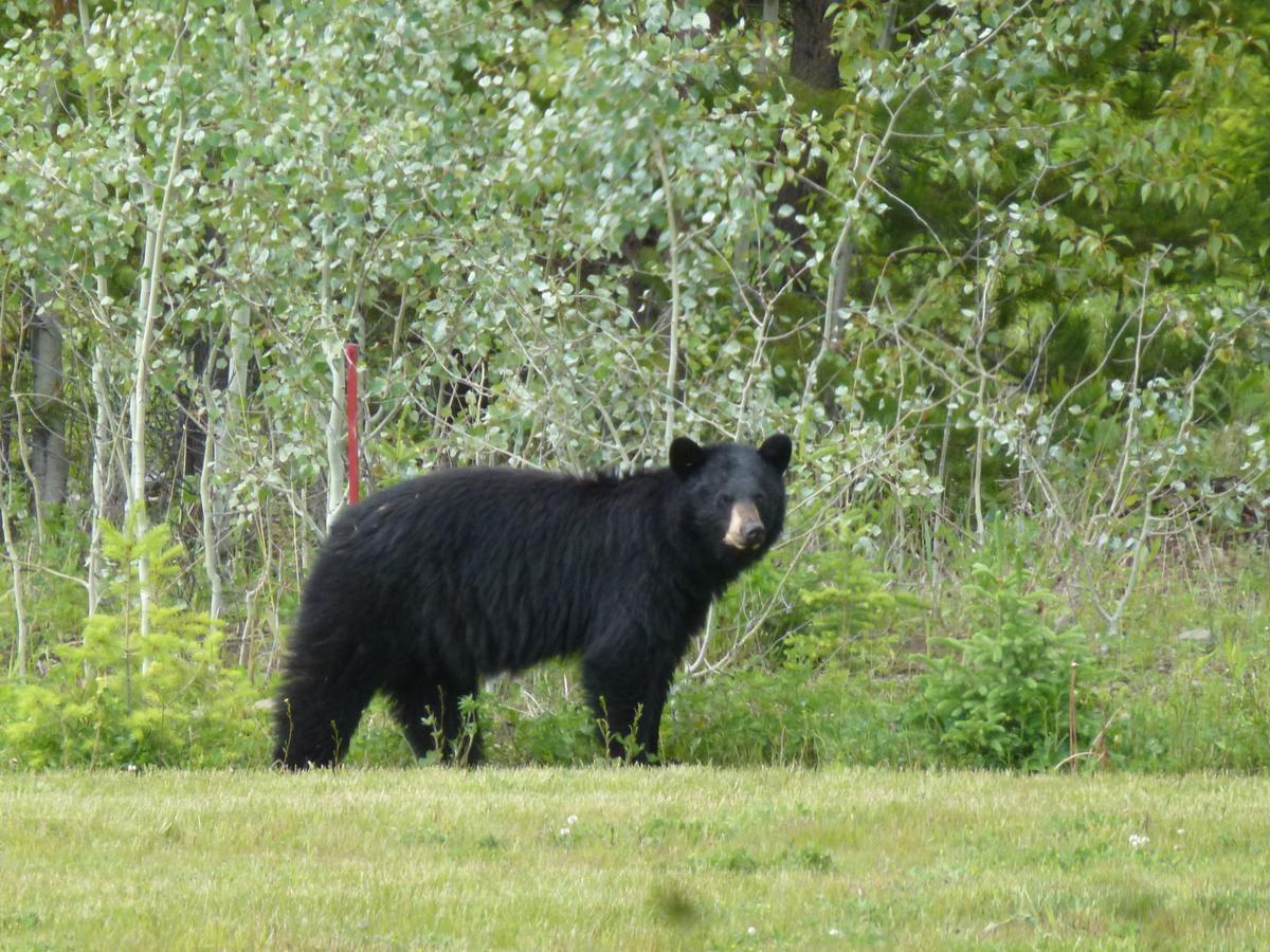 Little Black Bear Lodge/B&B Bridge Lake Exteriör bild
