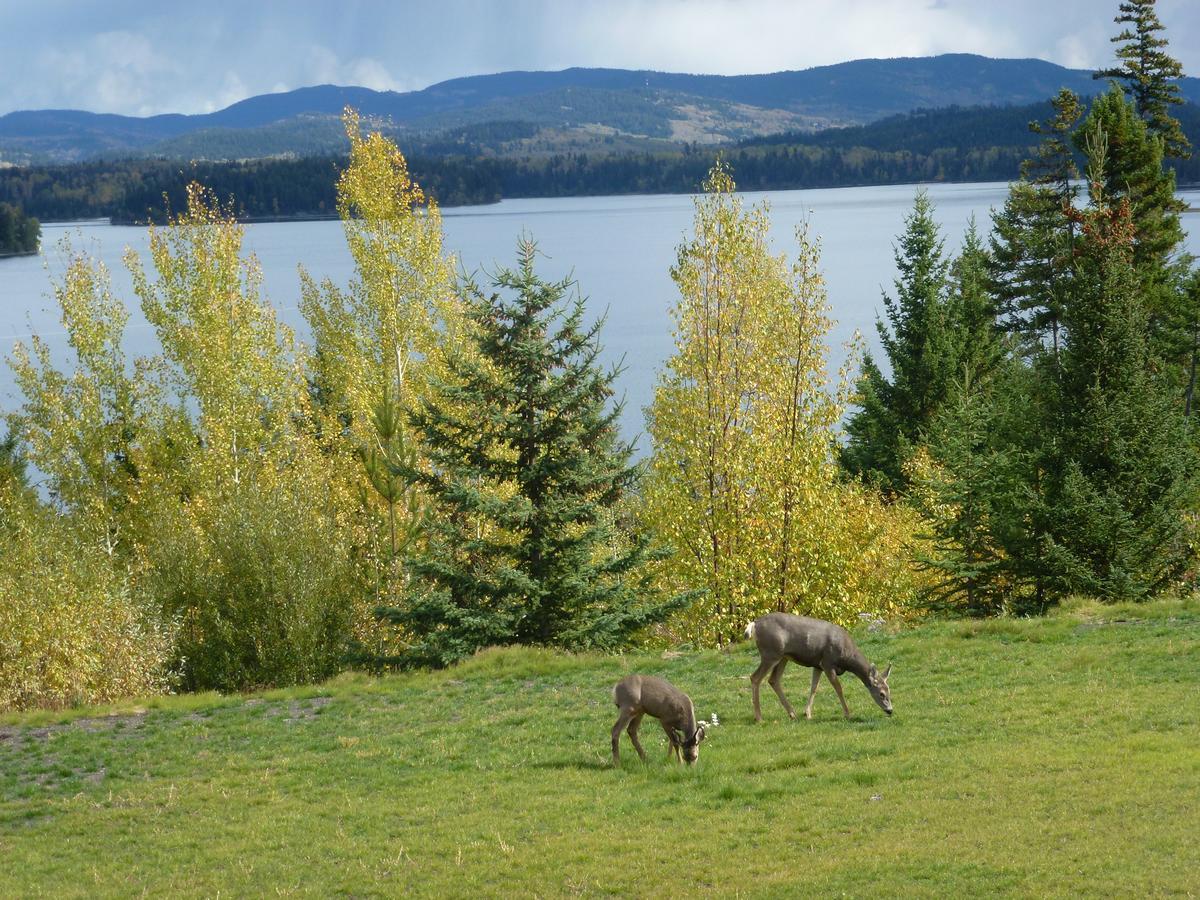 Little Black Bear Lodge/B&B Bridge Lake Exteriör bild