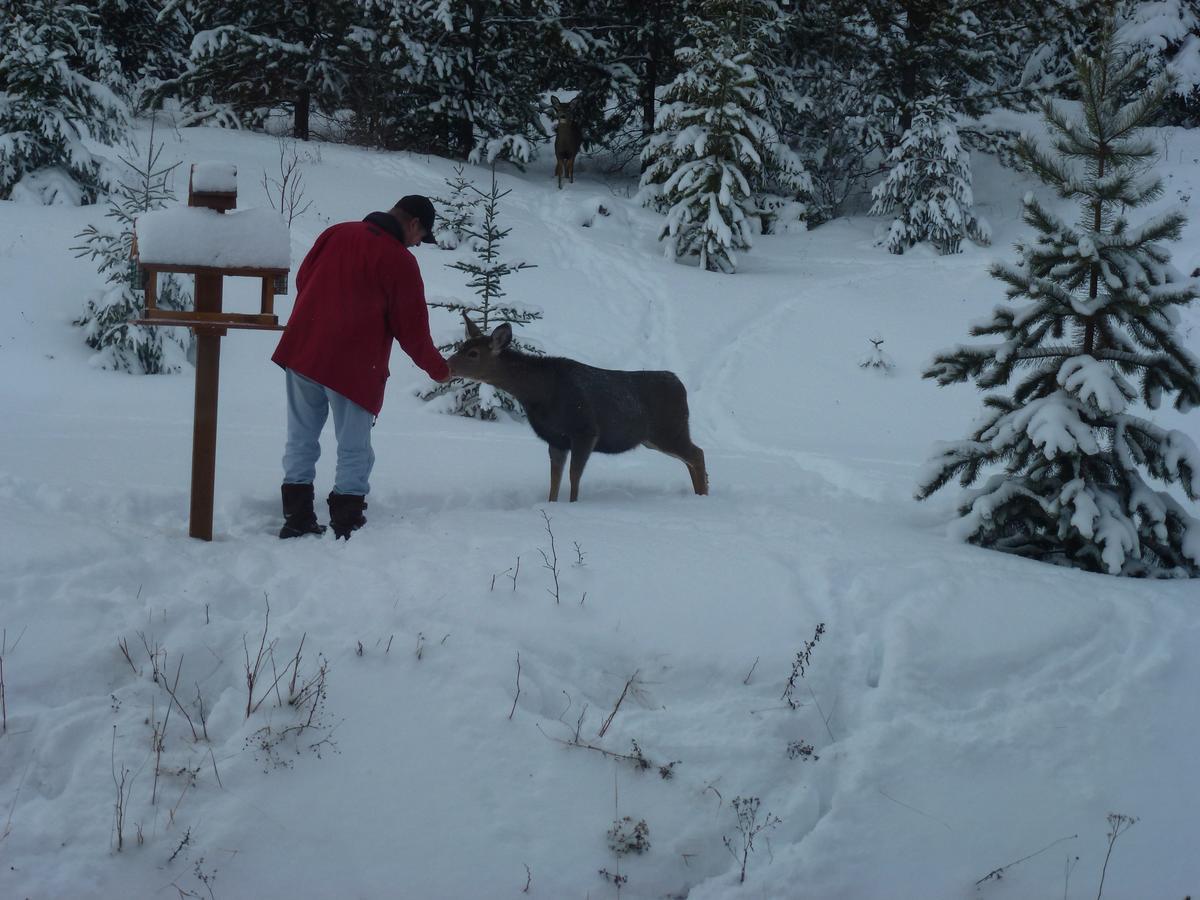 Little Black Bear Lodge/B&B Bridge Lake Exteriör bild