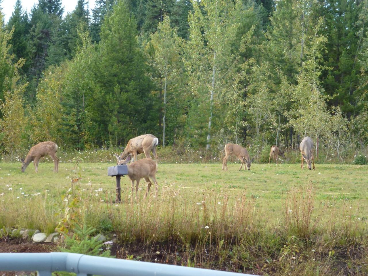 Little Black Bear Lodge/B&B Bridge Lake Exteriör bild