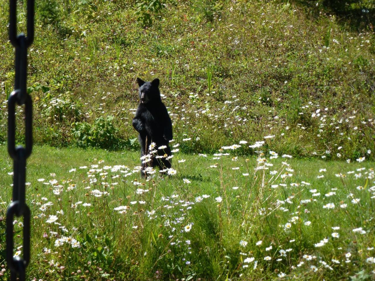 Little Black Bear Lodge/B&B Bridge Lake Exteriör bild